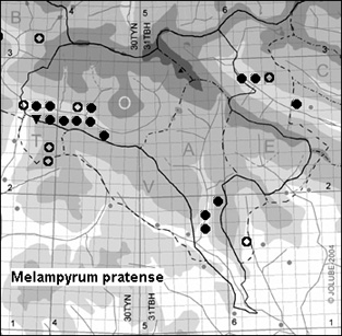 Melampyrum_pratense_
