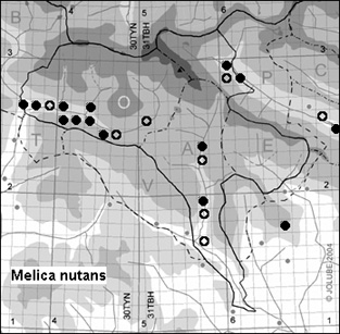 Melica_nutans_
