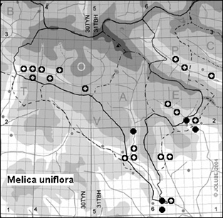 Melica_uniflora_
