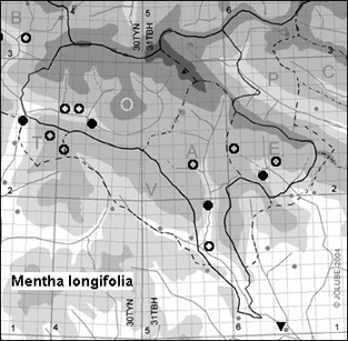Mentha_longifolia_