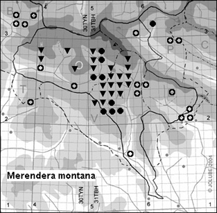 Merendera_montana_