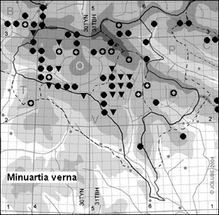 Minuartia_verna_