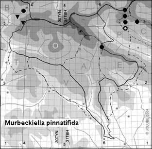 Murbeckiella_pinnatifida_