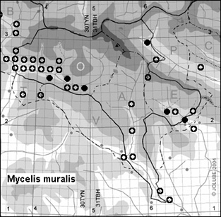 Mycelis_muralis_