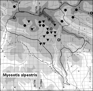 Myosotis_alpestris_