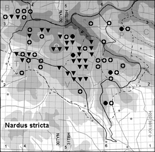Nardus_stricta_