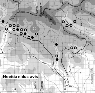 Neottia_nidus-avis_