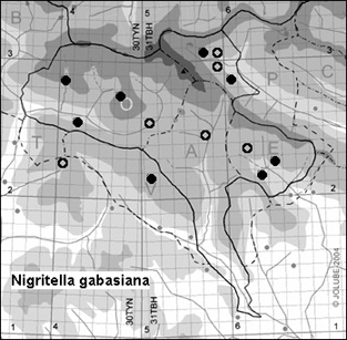 Nigritella_gabasiana_