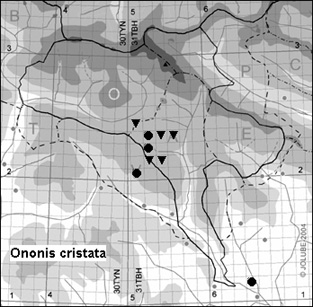 Ononis_cristata_