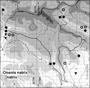 Ononis_natrix_natrix