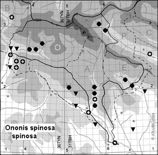 Ononis_spinosa_spinosa
