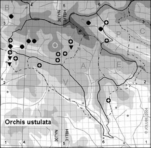 Orchis_ustulata_