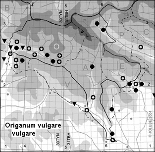 Origanum_vulgare_vulgare