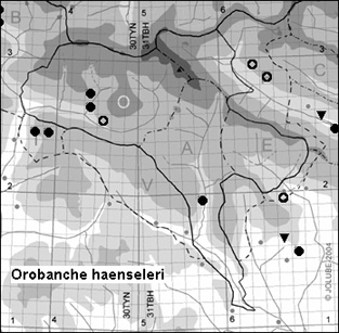 Orobanche_haenseleri_