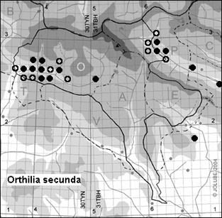 Orthilia_secunda_
