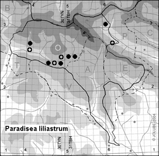 Paradisea_liliastrum_