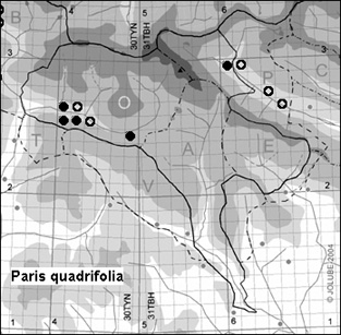 Paris_quadrifolia_