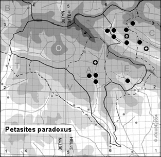 Petasites_paradoxus_