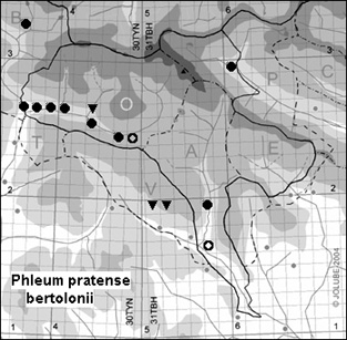 Phleum_pratense_bertolonii