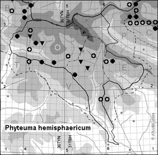 Phyteuma_hemisphaericum_