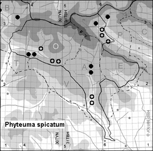 Phyteuma_spicatum_