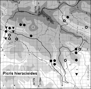 Picris_hieracioides_