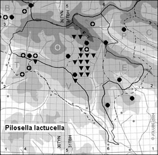 Pilosella_lactucella_