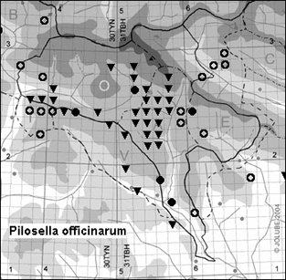 Pilosella_officinarum_