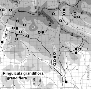 Pinguicula_grandiflora_grandiflora