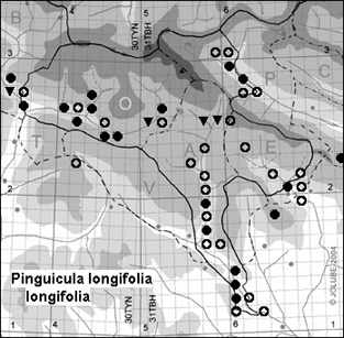 Pinguicula_longifolia_longifolia