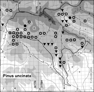 Pinus_uncinata_