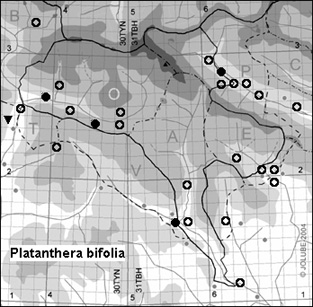 Platanthera_bifolia_