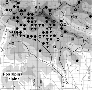 Poa_alpina_alpina