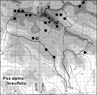 Poa_alpina_brevifolia
