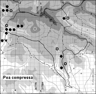 Poa_compressa_