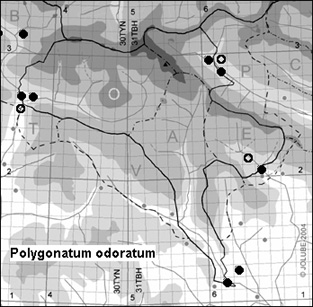Polygonatum_odoratum_