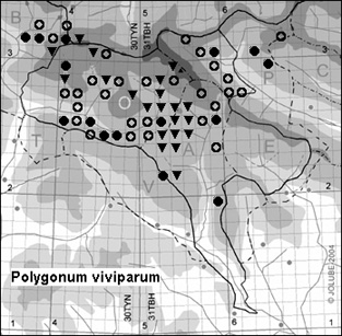 Polygonum_viviparum_