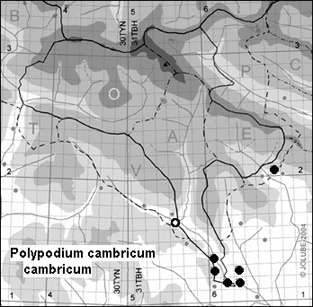 Polypodium_cambricum_cambricum