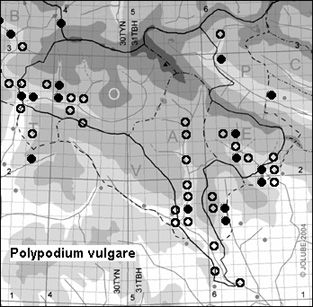 Polypodium_vulgare_