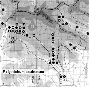 Polystichum_aculeatum_