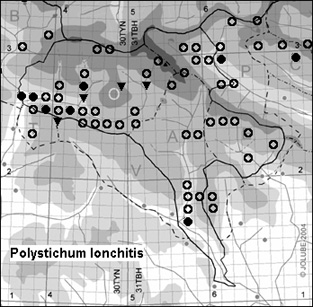 Polystichum_lonchitis_