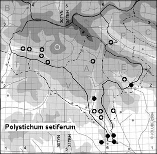 Polystichum_setiferum_