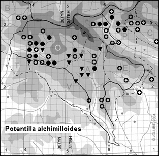 Potentilla_alchimilloides_