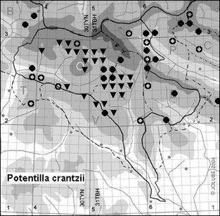 Potentilla_crantzii_