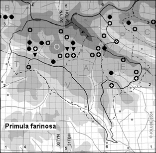 Primula_farinosa_