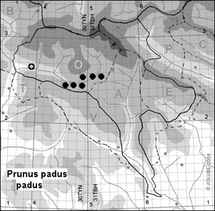 Prunus_padus_padus