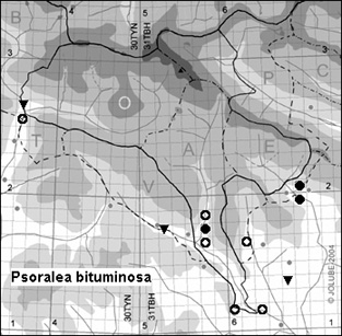 Psoralea_bituminosa_