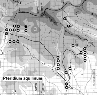 Pteridium_aquilinum_