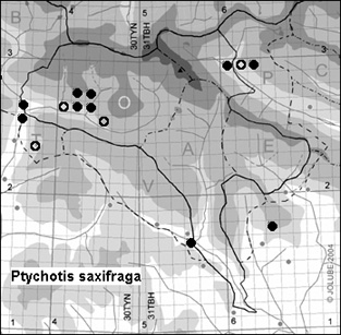 Ptychotis_saxifraga_