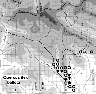Quercus_ilex_ballota